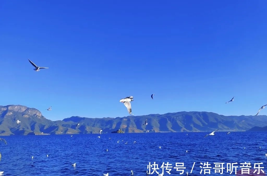 飞翔|海鸥“先头部队”飞临泸沽湖，最美冬季开始啦