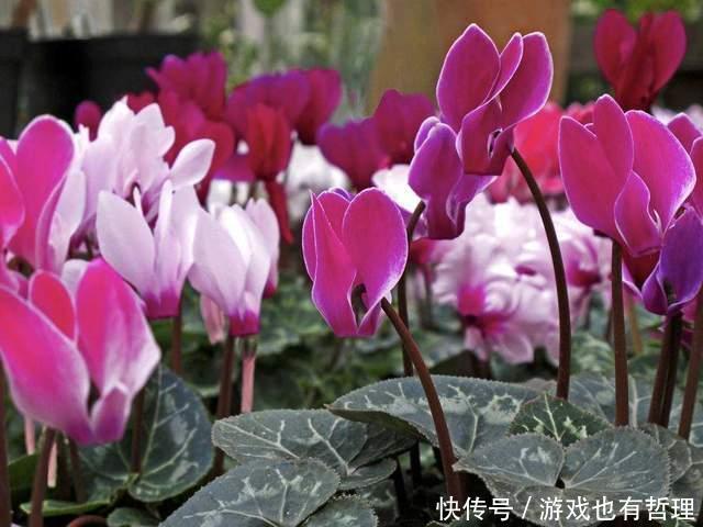 新买的仙客来,枝条老化,花苞脱落,怎么办