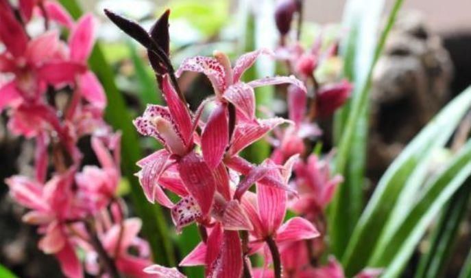 最适合新手养的4种花,花色全还香,瘦身又美容,赏花还变美!