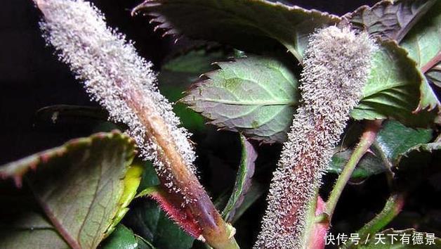 叶片|月季养不活？教你避开种死月季的五个陷阱，不走弯路做月季大神