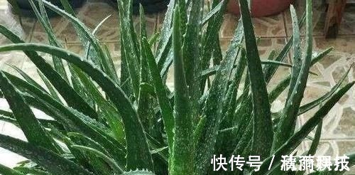 卧室长期放盆栽,失眠的人就选2种,好看又好养,净化效果好