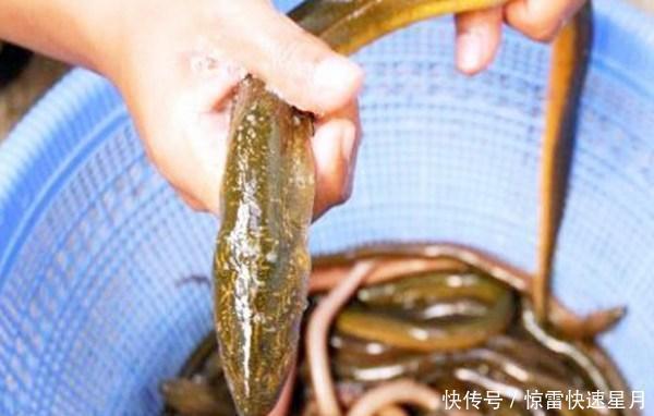 dh它形似一条鳝鱼,我国少有人吃,日本人却视为“长寿鱼”大量进口