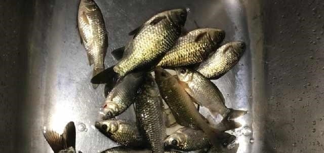 除害,村里小河湾,钓起四十多斤长江怪鱼,没人知道从何而来