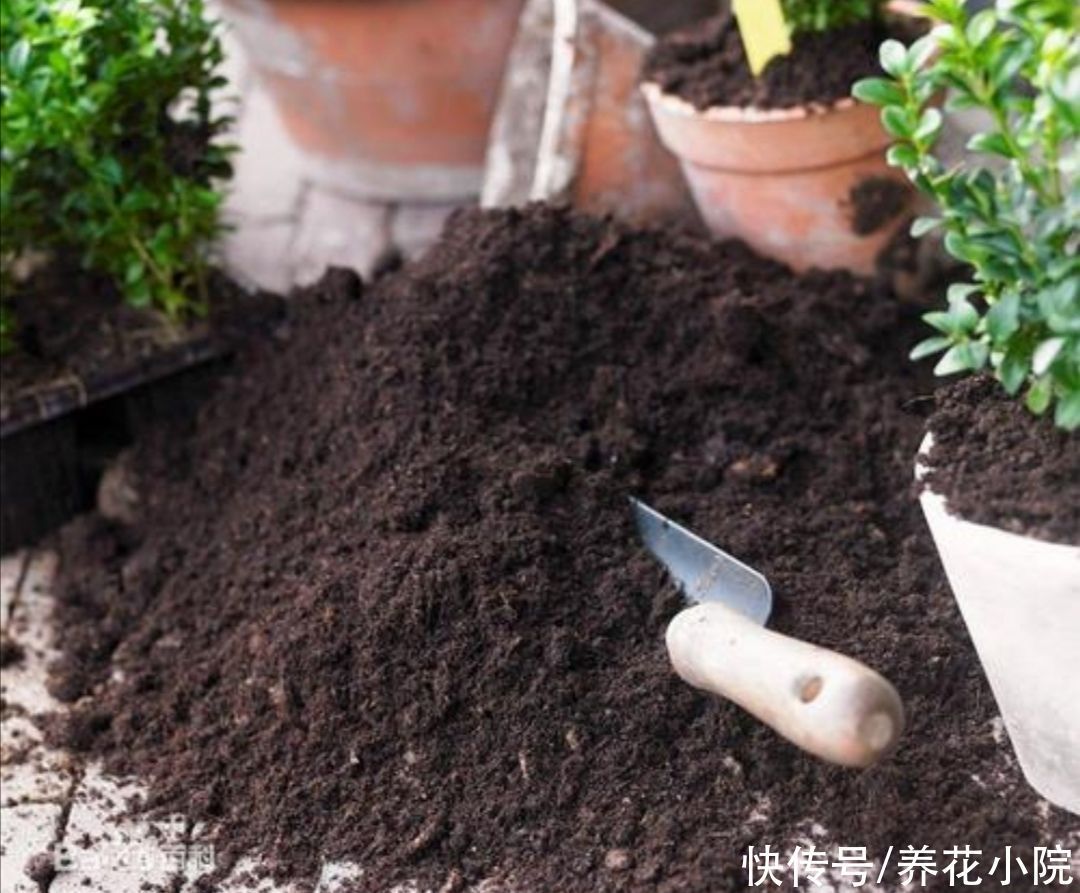 花友们|营养土不用买,几种材料掺一起,养分充足又松软,适合养各种花