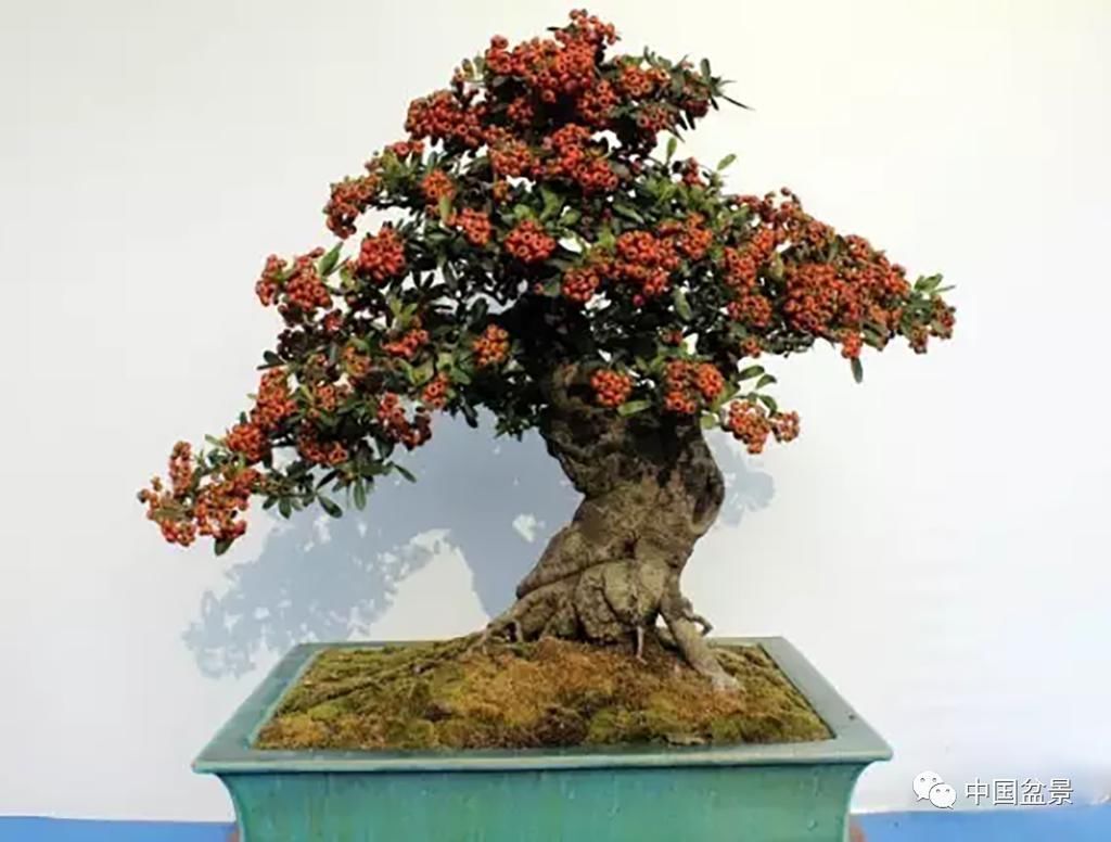 盆景养殖不在多而贵在精,你能养成这样吗?