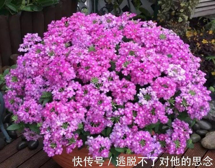 珍珠石|养花就养4种花,好养易活花量大,人见人爱,开成小花园!