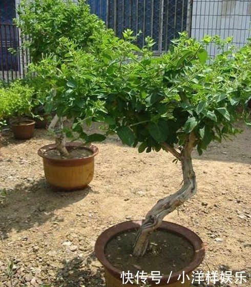 有3种夏季开的花,此时咔嚓“剪两刀”,侧枝变多,开花会更旺盛