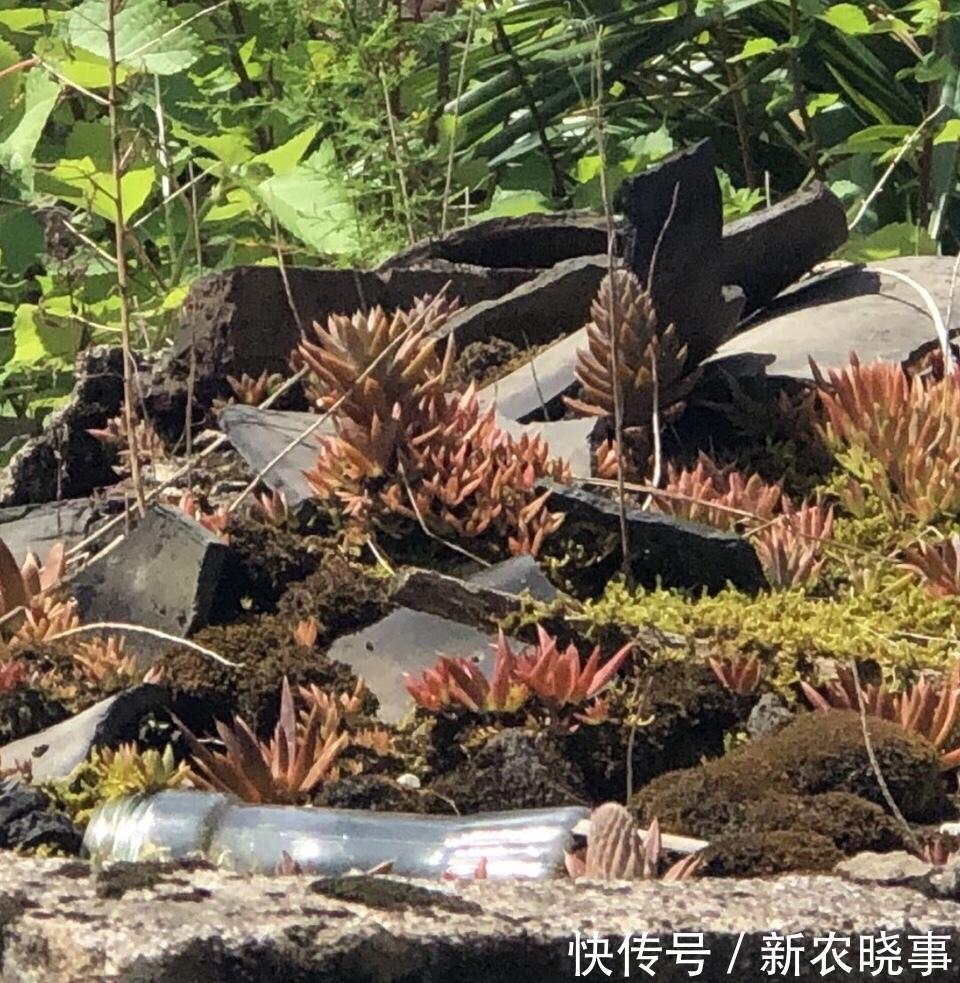 在农村“墙角”长着1堆多肉，冬天冻不死、夏天晒不死，简直开挂