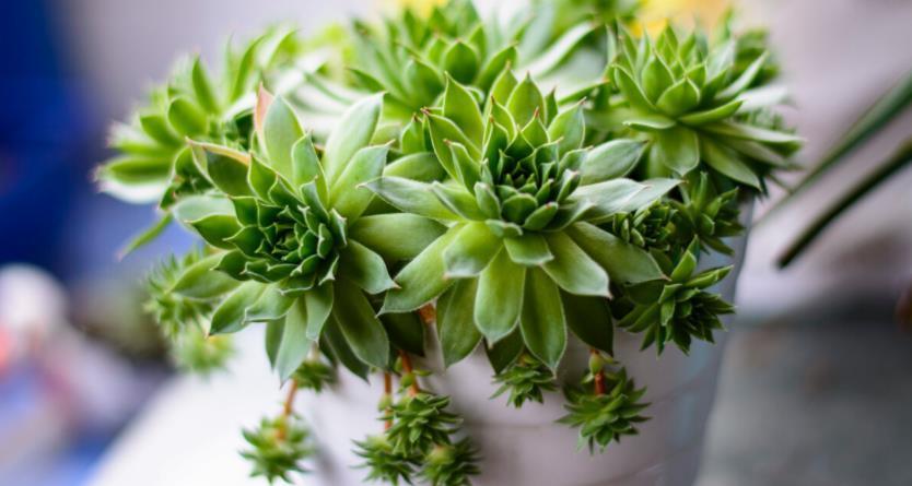 花土|多肉植物观音莲，下崽都是一圈又一圈的，夏季盆栽需谨记3点