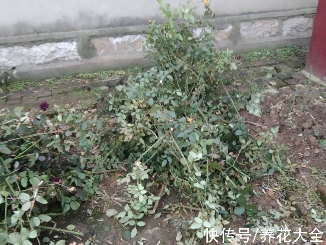 冬天扦插,最简单的方法学起来,这6种花都能生根