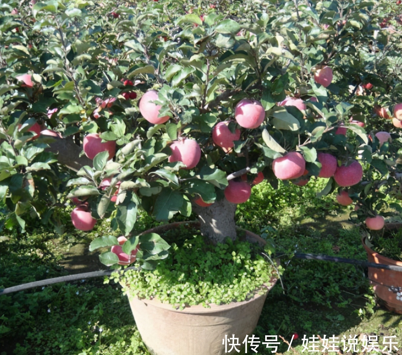 家里有院子，4种果树别嫌弃，好看好养活，比养花强