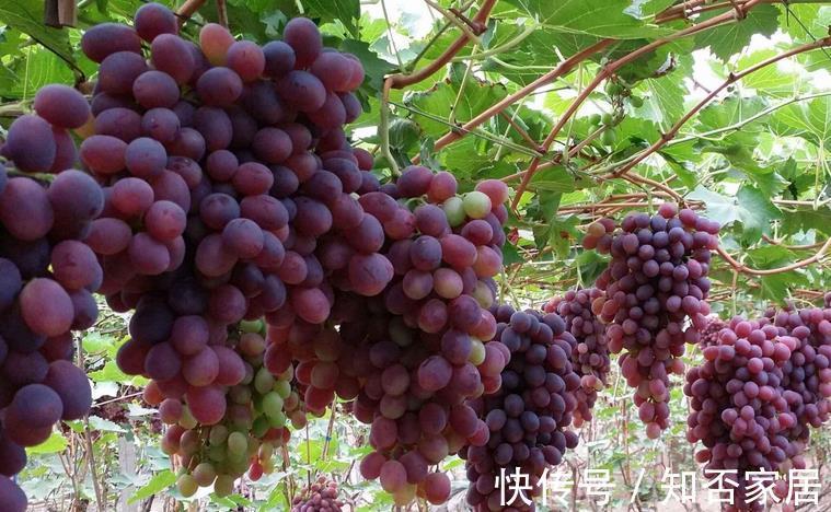 环保|制作酵素养花,环保又省钱!这3样处理方法,值得收藏
