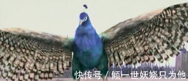 姜子牙#孔宣兵阻金鸡岭,如果准提道人不来,元始天尊有办法收服孔宣吗!