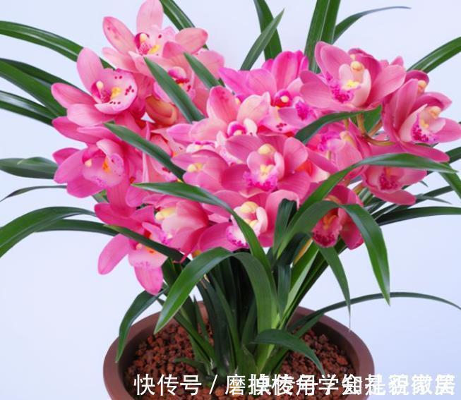 阳台再小,也要养一株香妃兰,典雅别致香味怡人,开花美如仙女