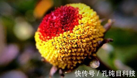 喜欢养花,不如养盆桂圆菊,娇艳妩媚,养一盆超美!