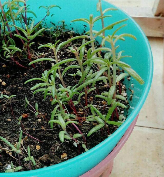 好养、好美的“4种花”,种下就活,连年开花,能养一辈子