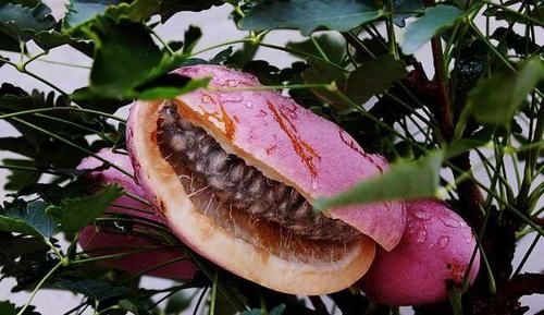 滋阴补肾|女性到了中年，多吃三种食物，滋阴补肾，延缓衰老，越来越年轻