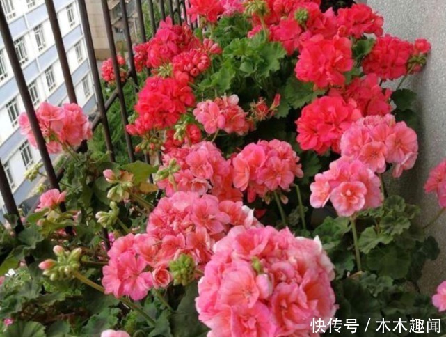 “一片小药片”养啥花都旺,比黄豆水好用10倍,花卉蹭蹭长爆盆