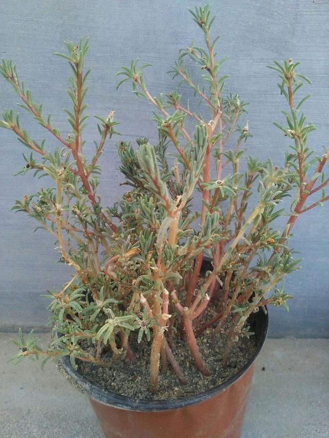 花花|3种花，千万别养成老桩，越老越不爱开花