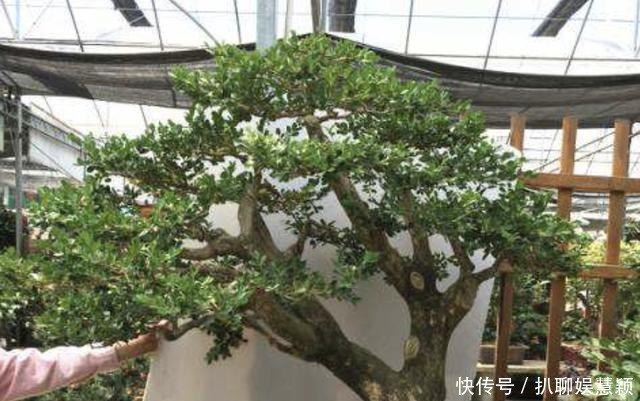 寓意|夏天花卉怕热,那就养2种“盆景树”,摆家里有寓意,还值钱!