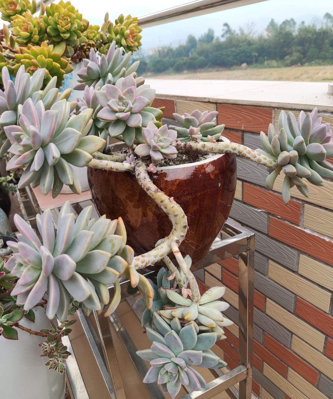 养多肉要“反向操作”,冬末直接放室外,快速上色,还容易爆小崽