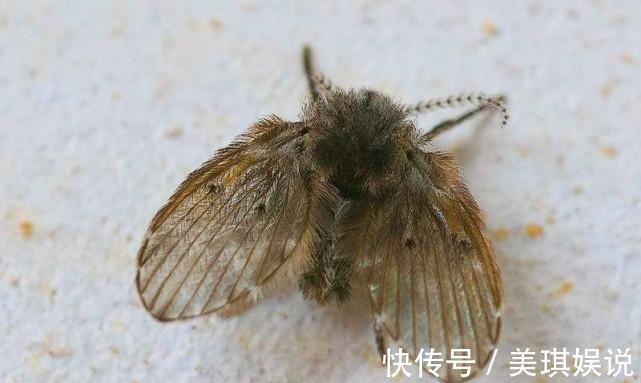 妙招|卫生间潮湿,会有很多小飞虫,大家有什么妙招可以解决?