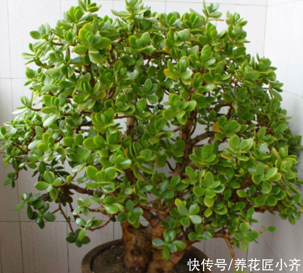 树形|不喜欢小型多肉？养这两种试试，养成树形老桩才好看，而且很好养