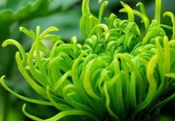 绿朝云|喜欢菊花,就养盆“优良名菊”绿朝云,花似惊鸿起舞,碧绿如翠