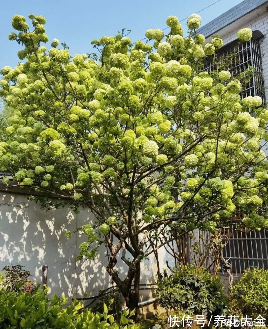 绣球|10种花不怕冷,先别搬进屋,放外面冻一冻,开花更旺