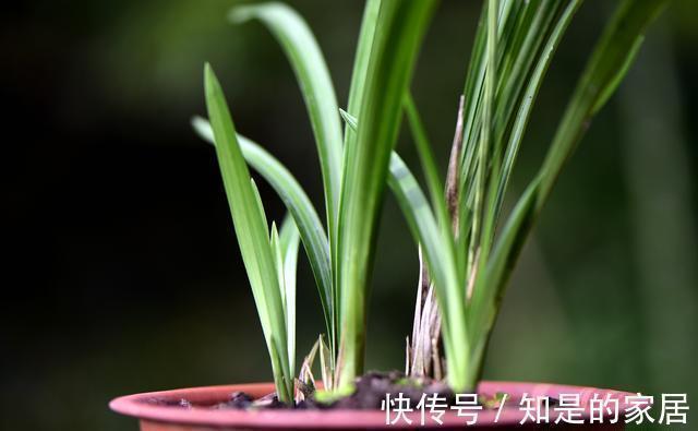 养兰花|养兰花不会施肥怎么办？专为新手定制的技巧，不施肥养兰法