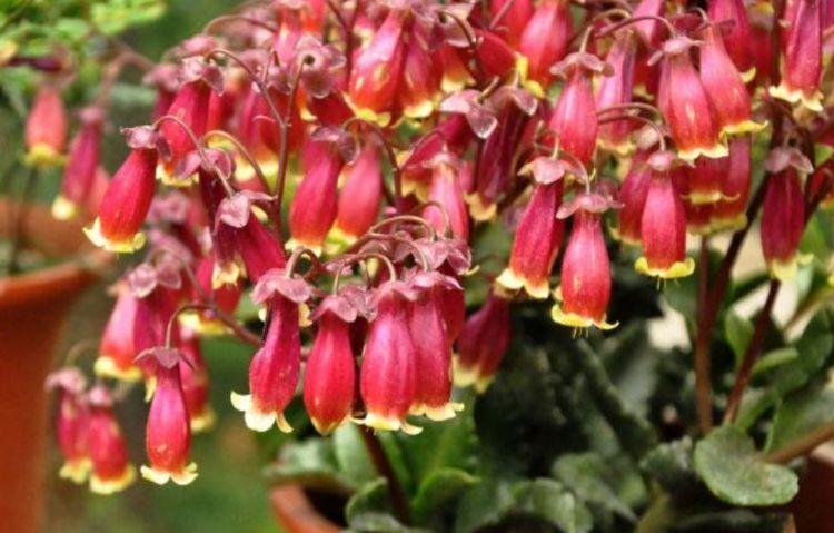 家有庭院就养4种花,好养漂亮花期长,开花一簇簇,开成百花园!