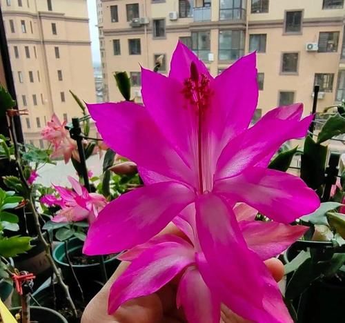 家养蟹爪兰，把握4个关键点，年年花繁叶茂！