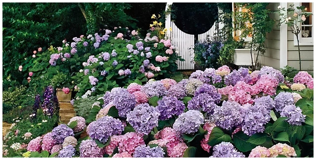 夏天|4种漂亮花，夏天就怕缺水，缺一次黄一次，天天浇水也不嫌多