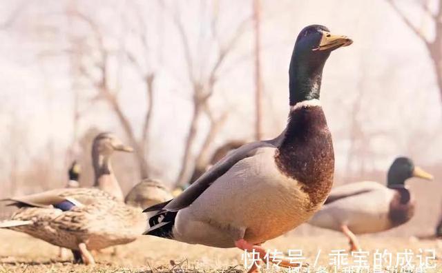 山药|入秋以后，吃这些食物，补一补被夏天掏空的身体！