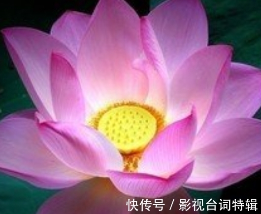 桃花开|7月1日开始，喜鹊报喜，吉星庇佑，4属相福到桃花开，喜事不断