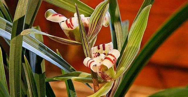 兰花施肥,用“不花钱”的肥料,植株旺盛,开花开的多