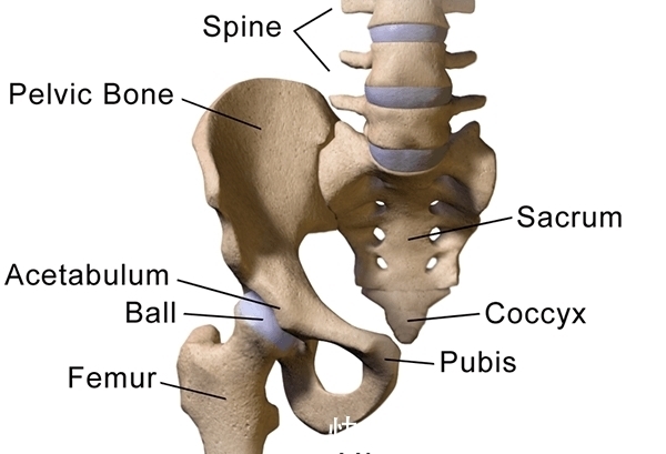 生产|为何动物的生产那么轻松,而人类分娩却疼得撕心裂肺?