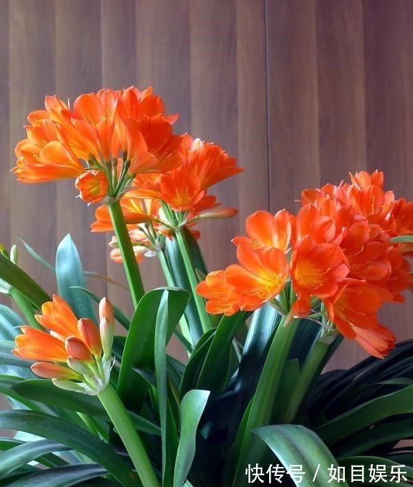 肉质根|养好君子兰第一步,养好“萝卜根”,粗根大叶多开花,长爆盆