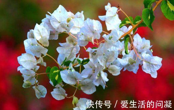 杜鹃花|农历7月1号起,最适合养这些花,花超美,而且阵阵花香