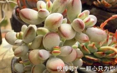 多肉浇水中的干透浇透原来是这么回事