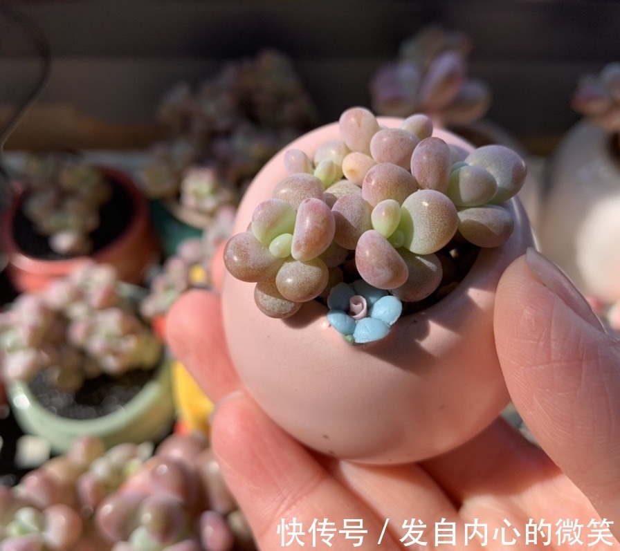 这“三多肉”是迷你型，无需砍头易群生，价格却不比老桩“便宜”