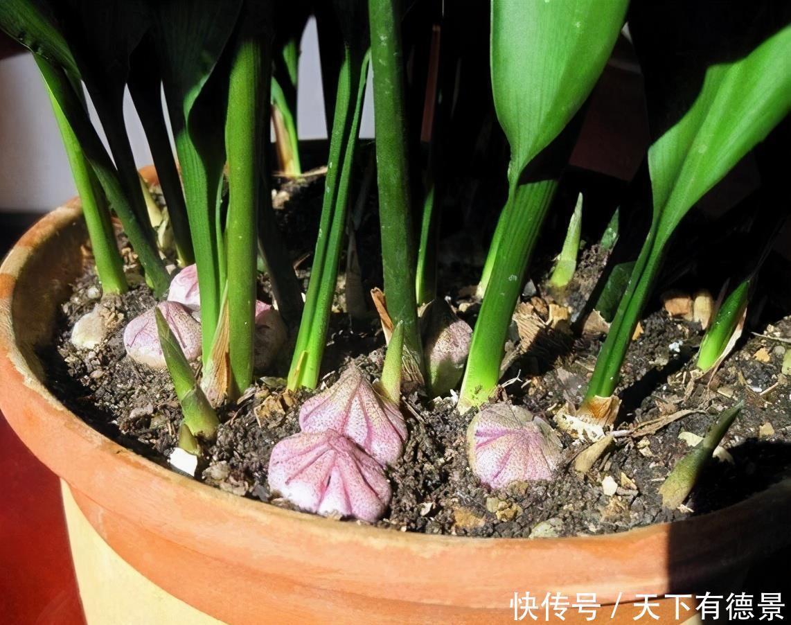 这些漂亮花,有个“赖名字”,开花美如画,叫着太“尴尬”