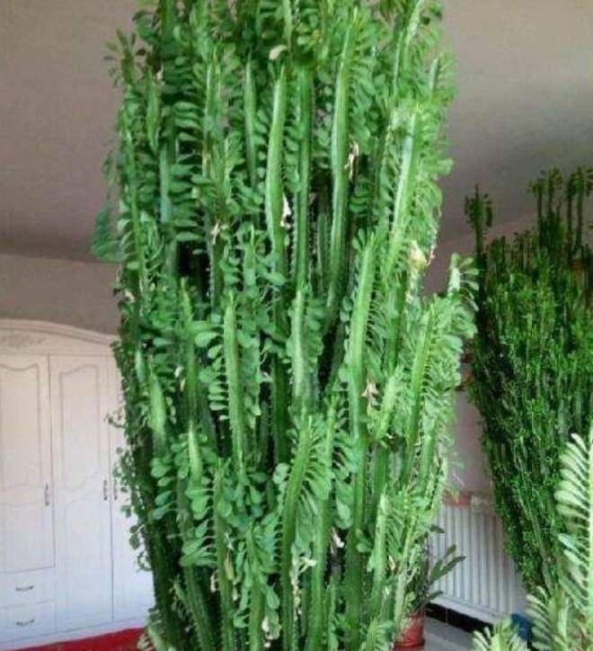 土豪都养3种花,四季常青,镇宅又旺财,生长健壮,旺盛粗壮