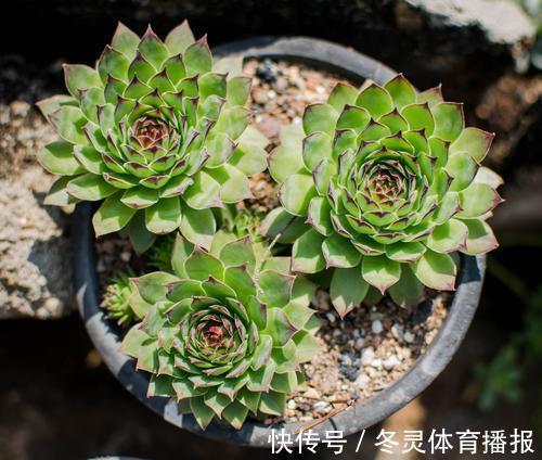 徒长|号称“徒神”的4种多肉,夏天稍不留神就成高个子,新手慎养