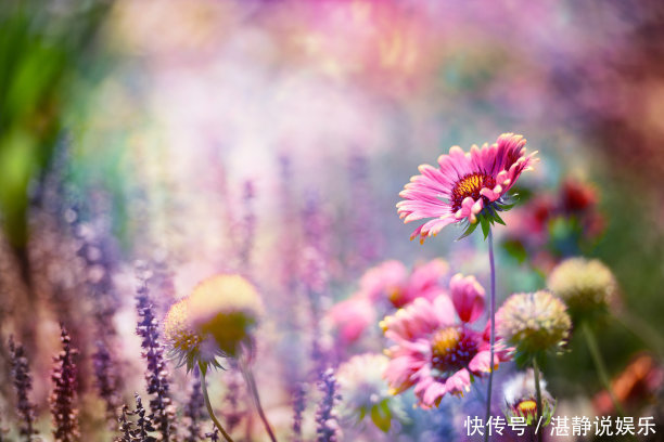 修剪|夏天养什么菊花不能少,颜色种类多,还可以治疗呼吸疾病的菊花