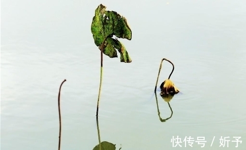 荷叶绿！一季繁花今渐落，满塘荷叶绿中残；八首婉约词，领略秋荷的美