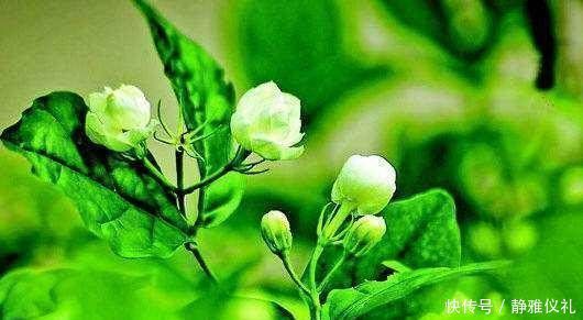 别再花钱买茉莉花了,掐根枝扔塑料瓶里,很快就能繁殖出一大盆