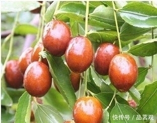 院子里不要乱种树，这6种树不仅能添福旺宅，还能招财纳福