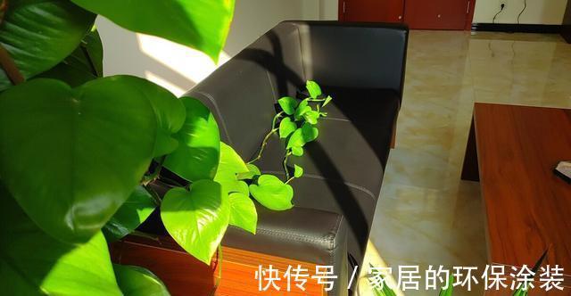 淋雨|下雨天,勤快些,把这些花搬到室外去,多淋雨,生长旺盛,开花多