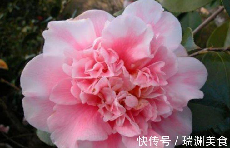 爆盆|4种花很漂亮,好养易活能爆盆,花色鲜艳夺目,花朵美艳迷人